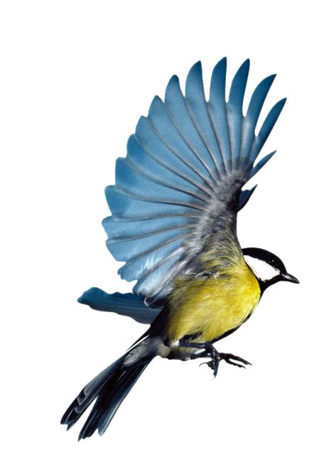 Single Flying Bird Png Pic Png All