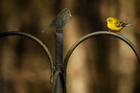 Bird seed purchases through wild birds unlimited of columbus benefit columbus audubon. Fayetteville Observer: Great Backyard Bird Count is this ...