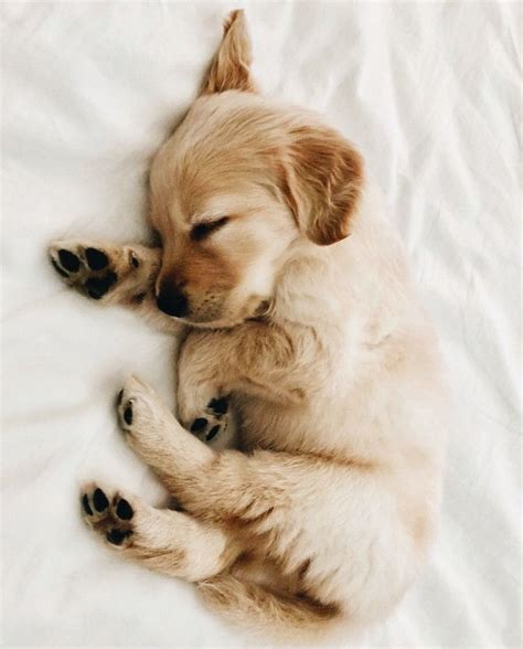 Tiny Sleeping Golden Retriever Puppy Cute Animal Pictures