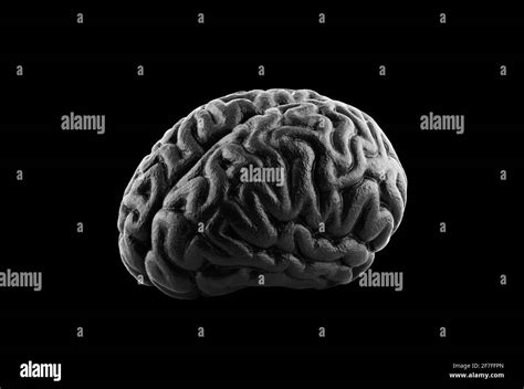 Modelo De Cerebro Humano Negro Aislado Sobre Fondo Negro Con Recorte