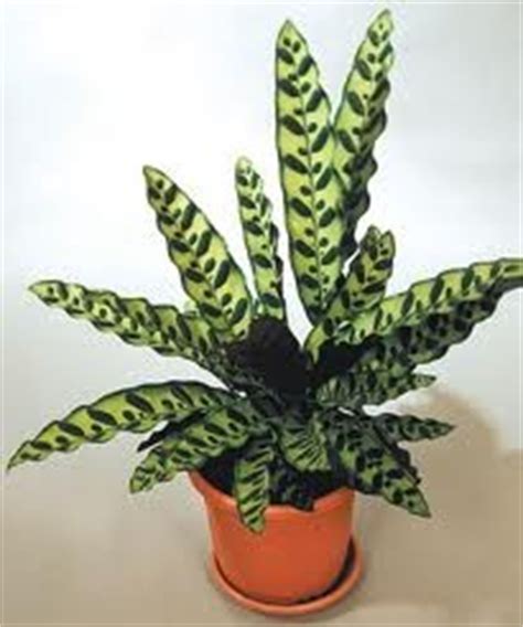 Is snake plant toxic to cats will the snake plant kill my cat? Peacocks, Snake plant and Blog on Pinterest