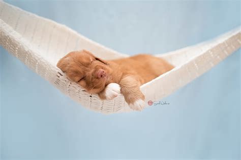 Hd Wallpaper Dog Puppies Beagle Puppy Sleep Cute Dog Breed
