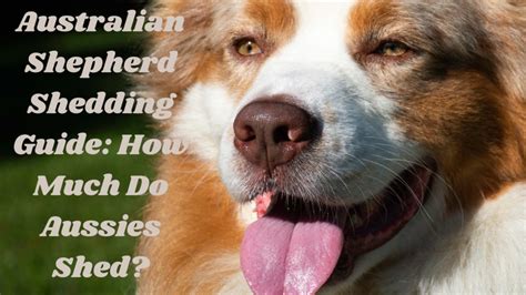 Australian Shepherd Shedding Guide How Much Do Aussies Shed Dog