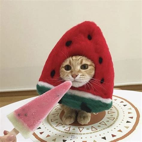 Can Cats Eat Watermelon Is Watermelon Safe For Cats Cattime Gatos