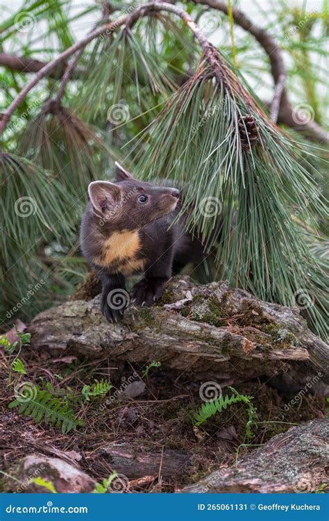 American Pine Marten Martes Americana Kit Looks Up From Under Pine