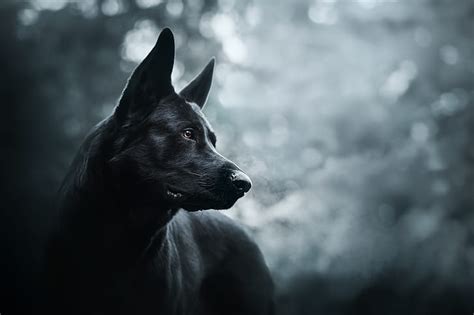Maybe you would like to learn more about one of these? HD wallpaper: dark, dog, animals | Wallpaper Flare