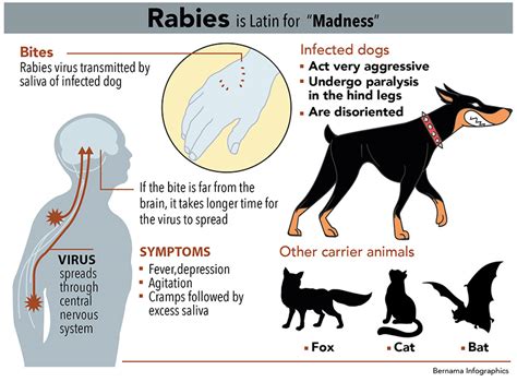 Infographics What You Need To Know About Rabies Astro Awani