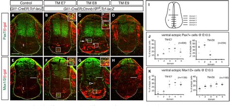 Figure 3 From Wnt Signaling Determines Ventral Spinal Cord Cell Fates In A Time Dependent Manner