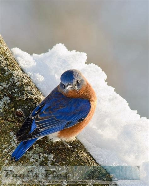 Winter Bluebird 8x10 Fine Art Photograph G2372 Wildlife