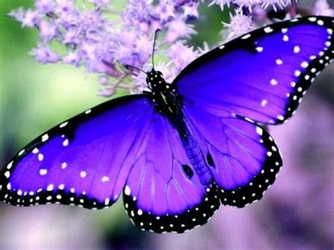 Beautiful Purple Butterfly Photo Via Stargazer Purple The Colour
