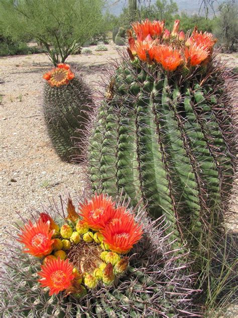 Barrel Cactus Types Earthmedia