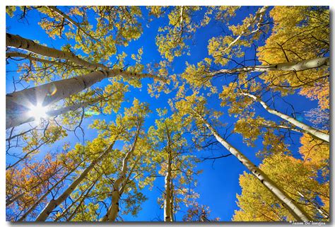Aspen Magic Autumn Season Colorado Nature Landscape Art Prints For Sale