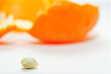 Orange Seed Stock Image Image Of Food Medicinal Seed 13024719