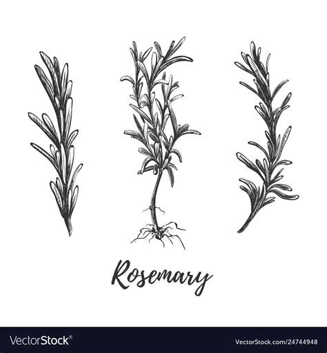 Botanical Hand Drawing Rosemary Royalty Free Vector Image