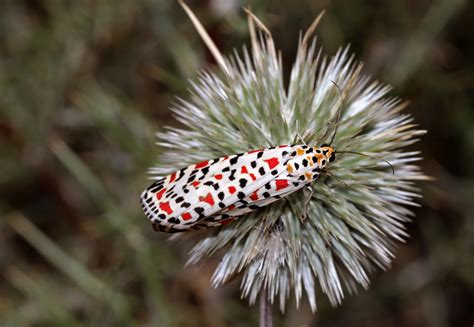 Spotman Moth Utetheisa Pulchella The Negev Desert Israe Flickr