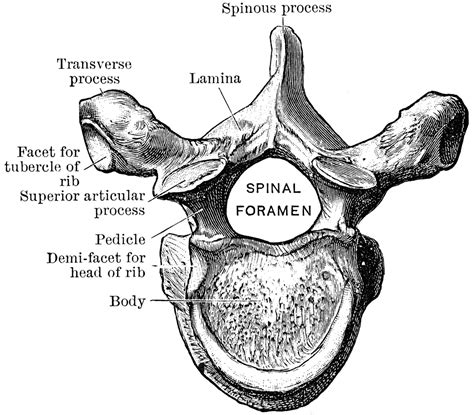 Thoracic Vertebrae Anatomy Diagram