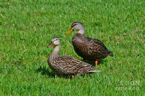 6 Mottled Ducks Photograph By Joseph Keane Pixels