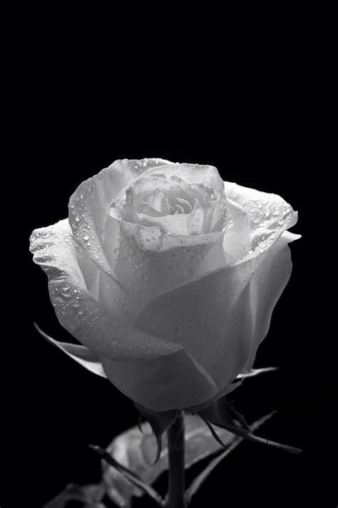 Aesthetic Black And White Rose Wallpaper Hd Download Free Mock Up