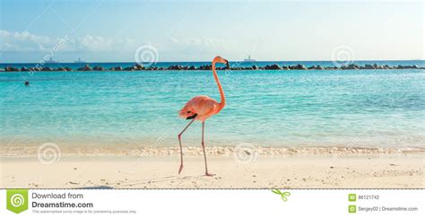 Flamingo On The Beach Aruba Island Stock Photo Image Of Aquatic