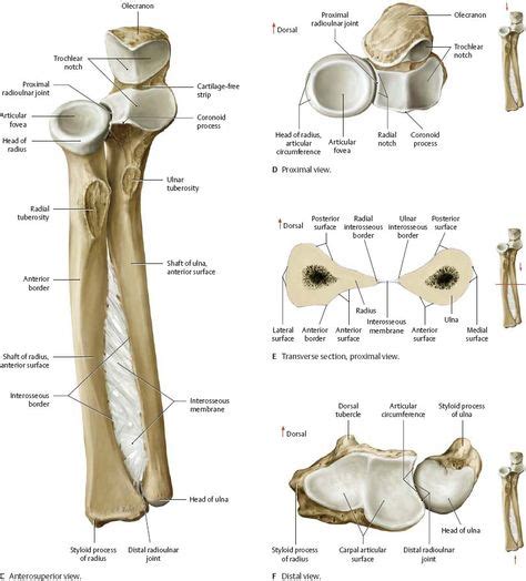 Arm Anatomy