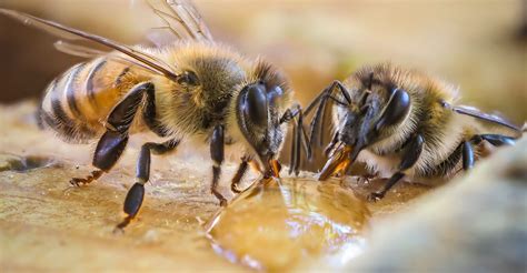 Honey Bees Are Famous But Native Bees Are Powerful Pollinators