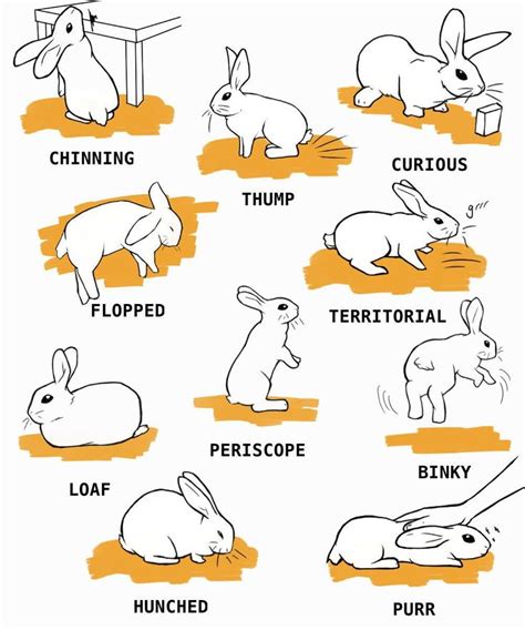 Rabbit Care The Complete Guide Pet Bunny Rabbits Rabbit Care Pet