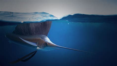 Hammerhead Fishing Charters – Hammerhead Charters is your premiere