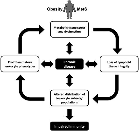 impact of obesity and metabolic syndrome on immunity advances in nutrition