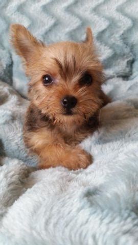 We live in the albany oregon area, can travel up to. Super Adorable Teacup Female Morkie Puppy for Sale in ...