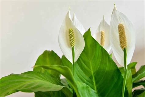 Is Peace Lily Spathiphyllum Toxic To Dogs Botany World