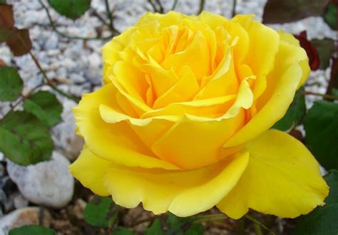 Beautiful Yellow Rose With Natural Garden Background Photograph By