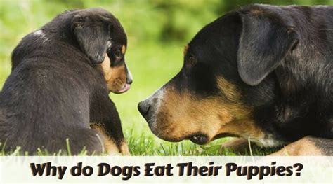 While the reason why dogs eat their own puppies is a grim topic, it's important to understand why this happens. Why Do Dogs Eat Their Puppies?: Myth Revealed by Research