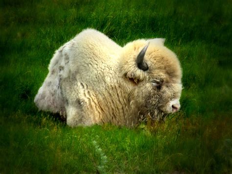 Buffalo 1 Dakota Miracle A White Buffalo Who Is The Offsp Flickr