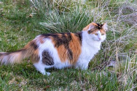 Long Haired Calico Cat Can Calico Cats Have Long Hair