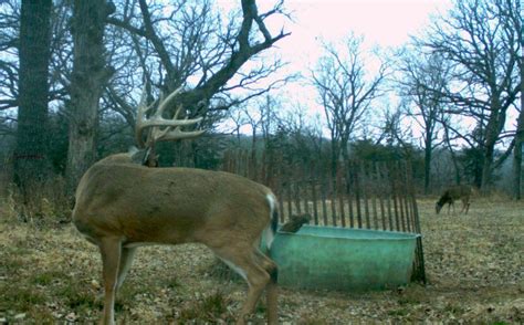 Creating Daytime Buck Travel On Your Land Whitetail Habitat Solutions