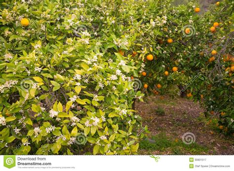 Orange Orchard Orange Orchard Trees In Flower Together With Some
