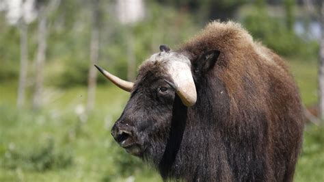 Musk Ox Zoo Sauvage De Saint Félicien