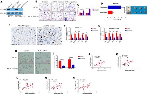 Frontiers Breast Cancer Stem Cell Derived Anxa6 Containing Exosomes