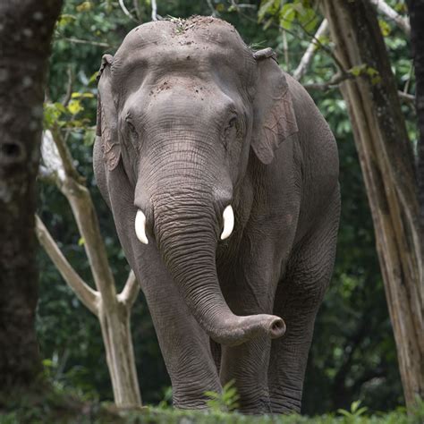 Asian Elephant The Animal Spot