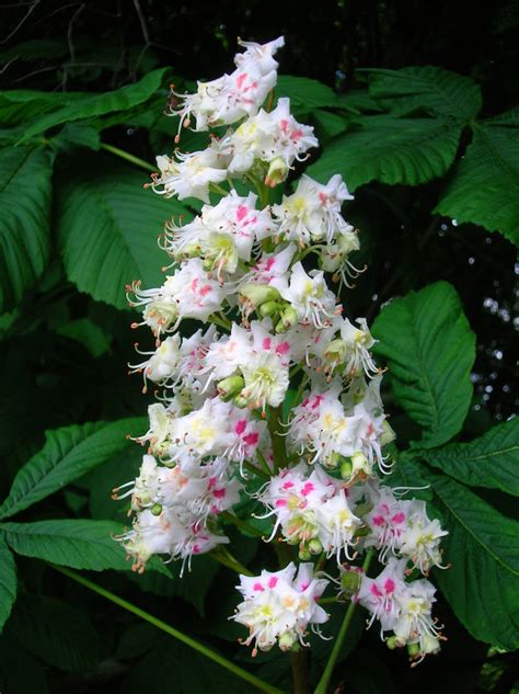 Check spelling or type a new query. Omeka@CTL | UVM Tree Profiles : Horse Chestnut : What does ...