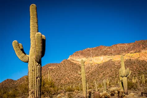 Cactus (plural cacti) is a general term used to describe a group of plants with similar features or characteristics, as such the adaptations below may be applicable to only cacti are adapted to the desert as that is where they grow and therefore they need special features to live in that environment. Deserto - características, fauna e flora - Biomas - InfoEscola