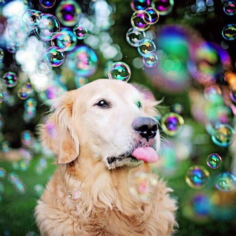 17 Best Images About Dogs N Bubbles On Pinterest The Bubble