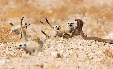 The Meerkat Mob Tertius A Gous Behaviours Mammals Wildlife