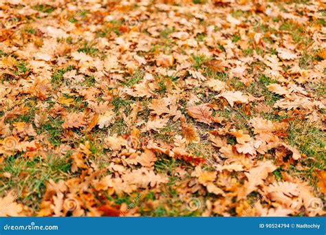 Texture Of Autumn Leaves Yellow Oak Leaf Litter On The Floor In Stock