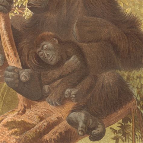 1883 Gorilla Antique Lithograph Zoology Art Print Great Etsy