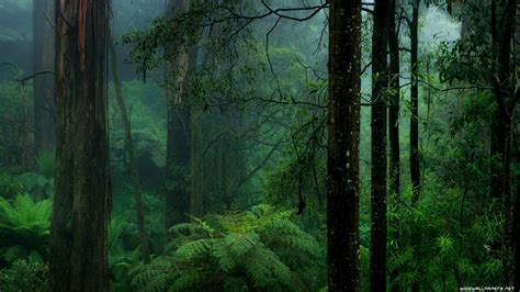 Raining Forest Wallpapers Top Free Raining Forest Backgrounds