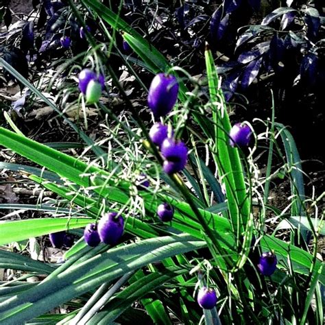 Robert Childs Garden Path Dianella Tasmanica Blue Flax Lily