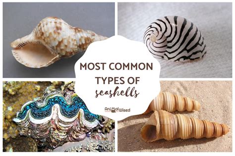 What Are The Most Common Types Of Seashells