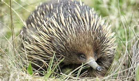 Fun Facts About Cute Animals - Echidna Edition | Explore | Awesome ...