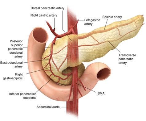 Learn vocabulary, terms and more with flashcards, games and other study tools. The Pancreas | Radiology Key